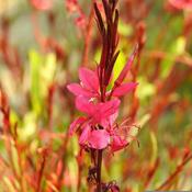 Gaura Gaudi 'Compact Red' (3L pot) image