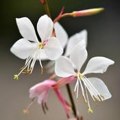 Gaura 'Gaudi White' (2L pot)
