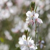 Gaura 'Whirling Butterflies' (3L pot)