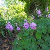 Geranium x cantabrigiense 'Karmina' (3L pot) image