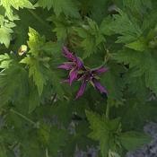 Geranium psilostemon 'Catherine Deneuve' (3L pot) image
