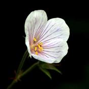 Geranium clarkei 'Kashmir White' (2L pot) image