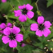 Geranium 'Dragon Heart' (2L pot) image