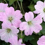 Geranium 'Dreamland' (2L pot) image