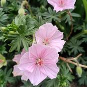 Geranium 'Frivolius Pink' (3L pot) image