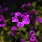 Geranium 'Hexham Velvet' ® (2L pot) image