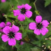 Geranium 'Patricia' (2L pot) image