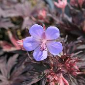 Geranium pratense 'Midnight Reiter' (2L pot) image