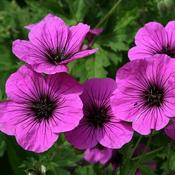 Geranium psilostemon (3L pot) image
