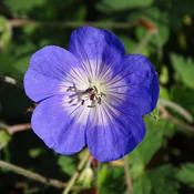 Geranium 'Rozanne' (2L pot)