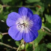 Geranium 'Rozanne' (2L pot)