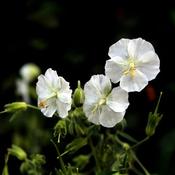 Geranium sang 'Album' (3L pot) image