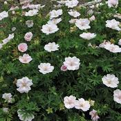 Geranium 'Striatum' (3L pot)