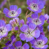 Geranium 'Sweet Heidy' (2L pot) image
