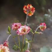 Geum 'Mai Tai' (2L pot) image