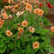 Geum 'Mai Tai' (2L pot) image