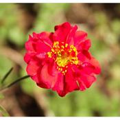 Geum 'Tempest Scarlet' (2L pot) image