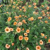 Geum 'Totally Tangerine' (2L pot)