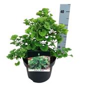 Ginkgo biloba 'Mariken' (4.5L pot) image