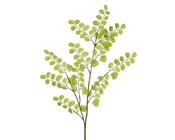 Ginkgo spray