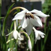 Gladiolus 'Murielae' (3L pot) image