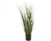 Grass cats tale in pot image