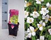 Gratiola officinalis (9cm pot)