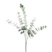 Green frosted eucalyptus stem image