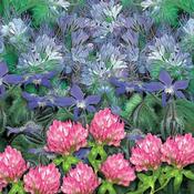 Green Manure Nutrient Rich Mix