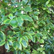 Griselinia litt. Variegata (2L pot)