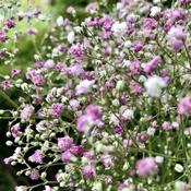 Gypsophila 'Pink Festival' (2L pot) image