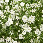 Gypsophila 'Teeny White' (15cm pot) image