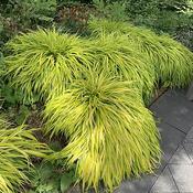 Hakonechloa 'All Gold' (2L pot)