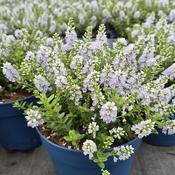 Hebe 'Margaret' (2L pot)