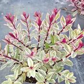 Hebe 'Rhubarb Crumble' (1L pot)