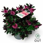 Hebe 'Vinoa'® pink (2L pot)