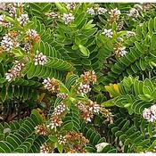 Hebe 'Wiri Mist' (2L pot) image