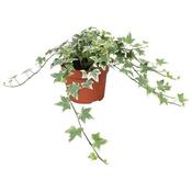 Hedera 'Eva' (13cm pot)