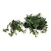 Hedera helix 'Lingusta' (13cm pot)