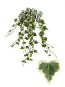 Hedera 'White Wonder' (13cm pot) image