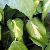 Hedera 'Sulphur Heart' (Paddy's Pride) (3L pot) image