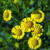 Helenium 'Lemon Sundae' (2L pot) image