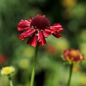 Helenium 'Moerheim Beauty' (2L pot) image
