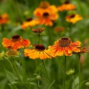 Helenium 'Short n Sassy' (2L pot) image