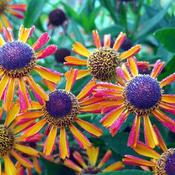 Helenium 'Tie Dye' (2L pot) image