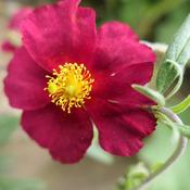 Helianthemum 'Bunbury' (2L pot) image
