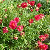 Helianthemum 'Cerise Queen' (9cm pot) image