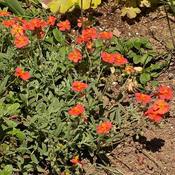 Helianthemum 'Fire Dragon' (3L pot) image