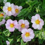 Helianthemum 'Lawrensons Pink' (9cm pot) image