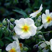 Helianthemum 'The Bride' (9cm pot) image